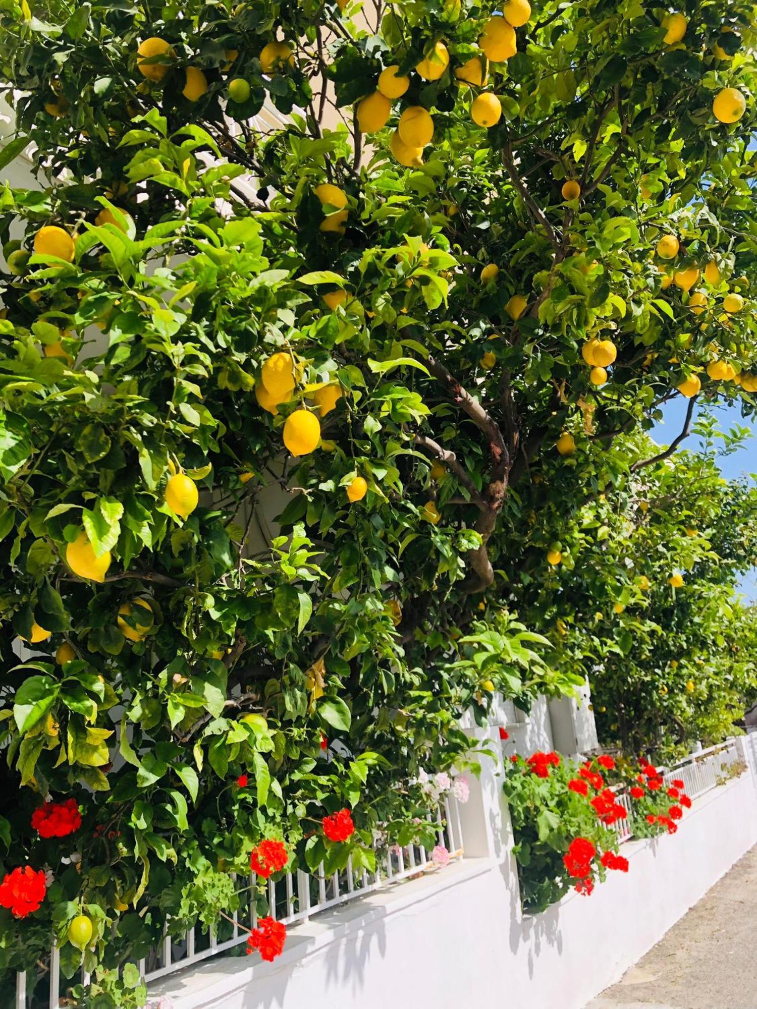 度假居 Lemon Tree's House Kalavarda